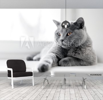 Picture of Noble proud cat lying on window sill The British Shorthair